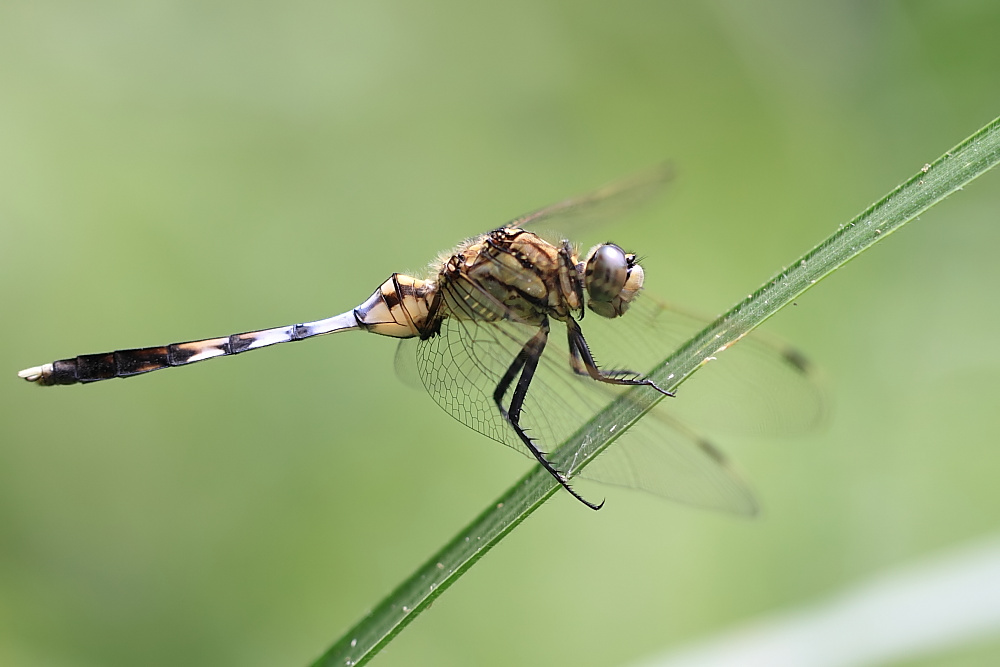IMG_9950-10_filtered.jpg