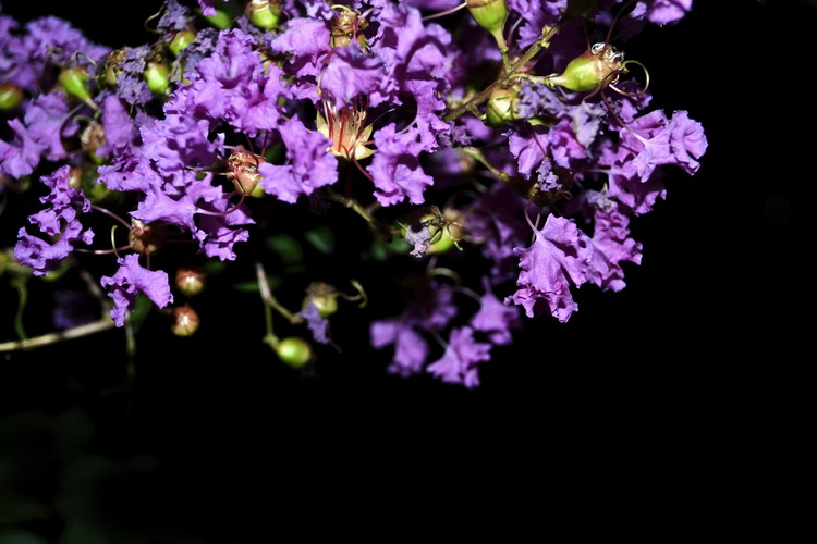 Ƭ 056.jpg