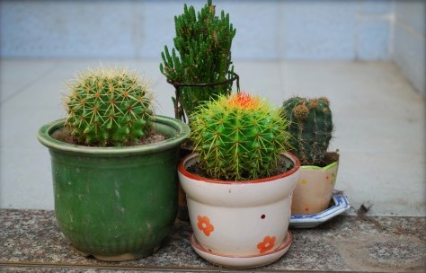 DSC_6354_conew2.jpg